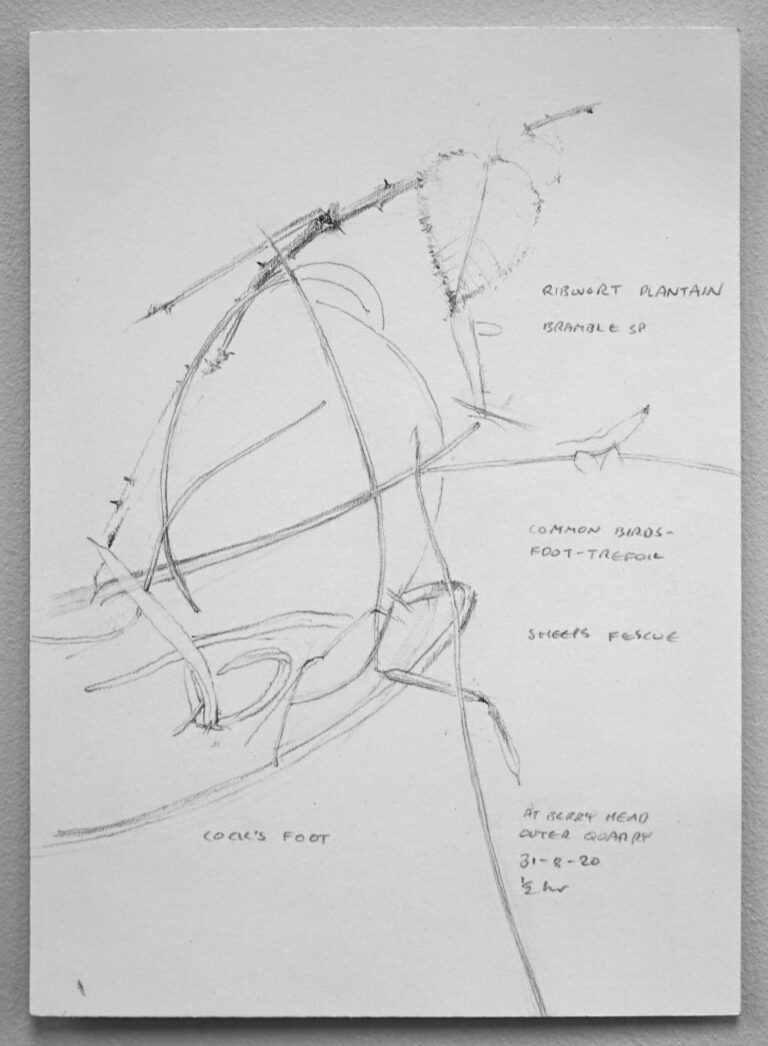 Wild Clump 3. Outer Quarry  Berry Head. 31st August 2020.  Charcoal on paper. 148x210mm