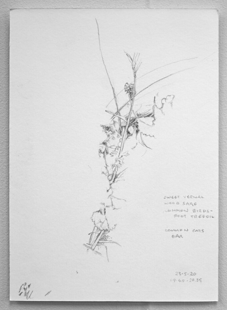 Wild Clump 4. Unplaced. 23rd  May 2020. Charcoal on paper.  148x210mm