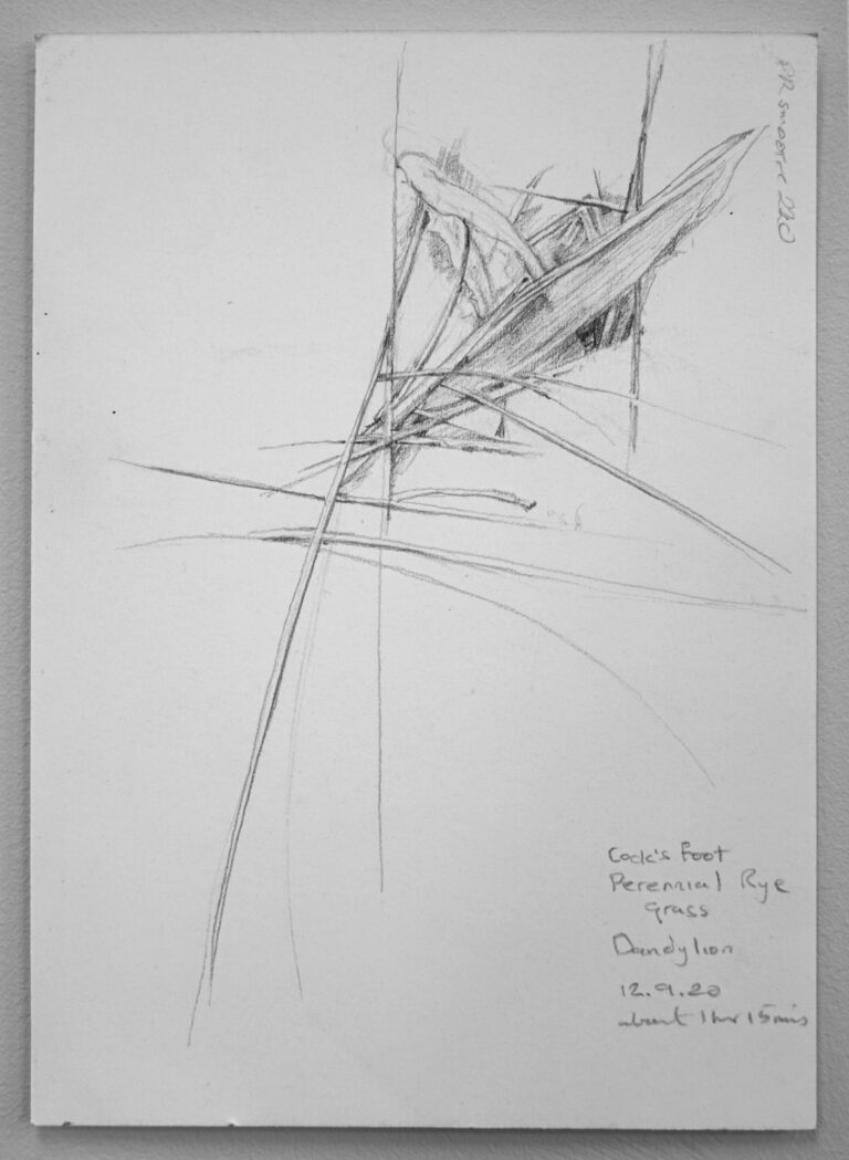 Wild Clump 5. Unplaced. 12th  September 2020. Charcoal on  paper. 148x210mm